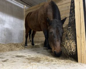 Équi WorkOut au Ranch d'Amélie