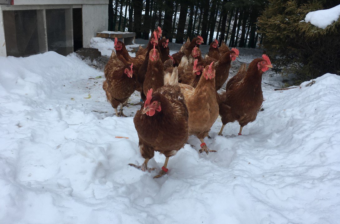As-tu des restes de table ?