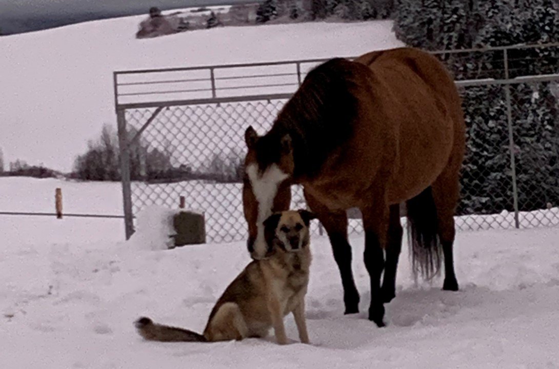 Les deux meilleurs amis.