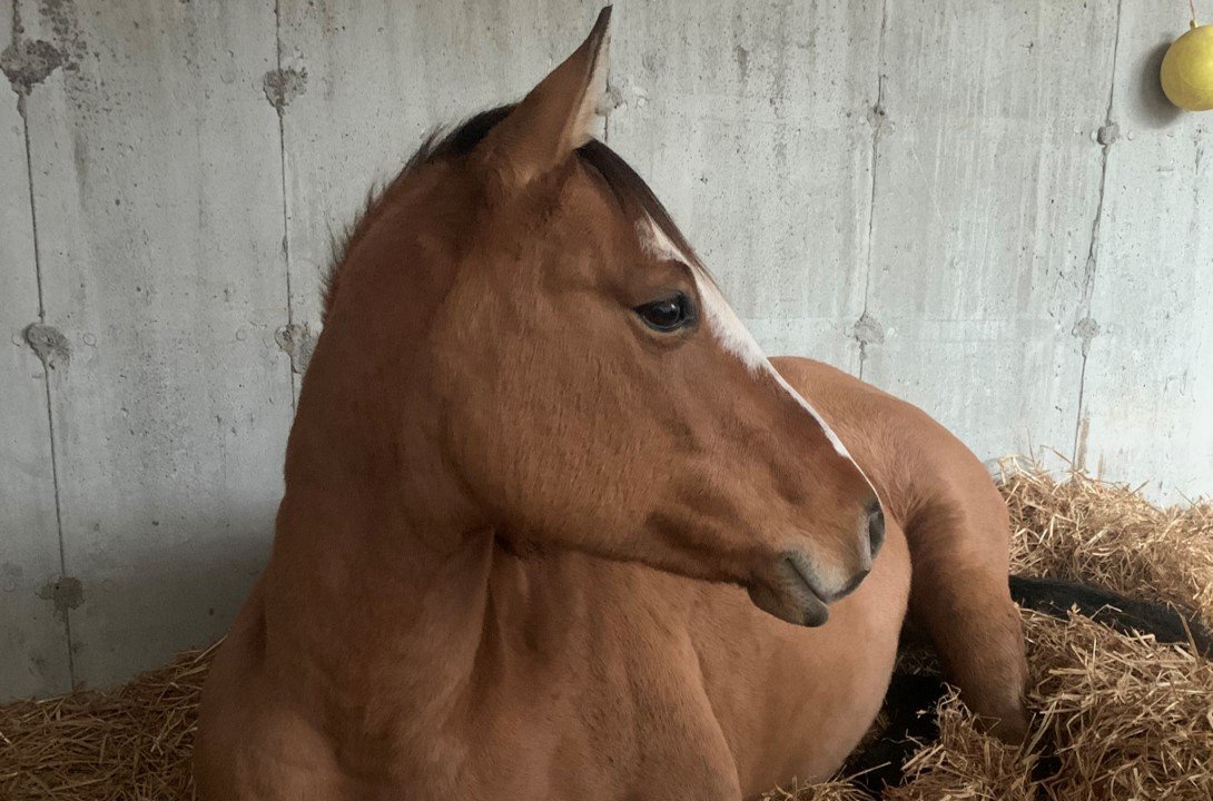 J.Holly.Doc.Star, 4 ans