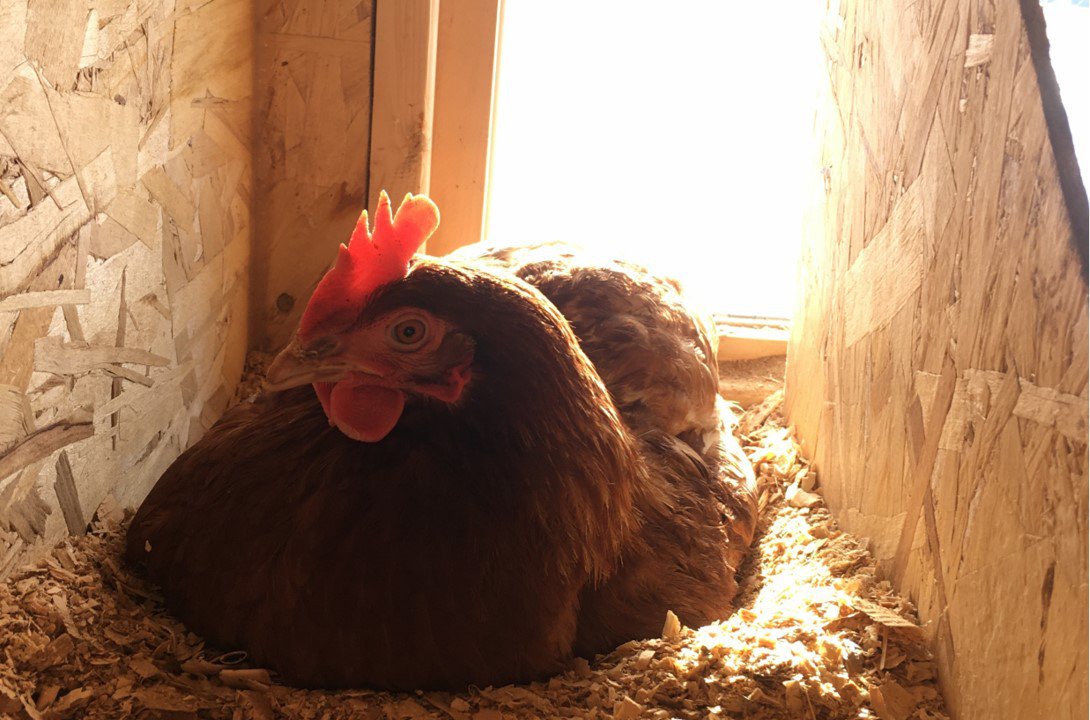 Mes plumes me disent que le printemps arrive !